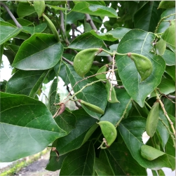 Pongamia%20pinnata